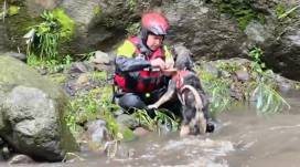 Rescate de Aplanchado en un río de Tumbaco.