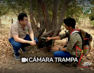 Con cámaras trampa, captan escenas de la vida silvestre e identifican los riesgos a los que están expuestos los animales en el bosque seco. El mensaje es: no son mascotas y hay que cuidar su hábitat natural.