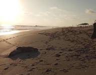 ¿Por qué aparecen más animales muertos en las playas de Santa Elena y Guayas?