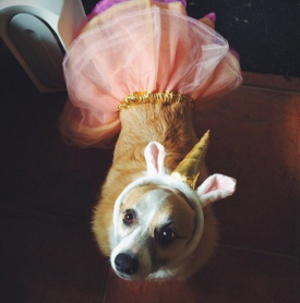 Los 15 perros más tiernos disfrazados en este Halloween