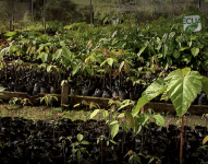 Comunidades indígenas reciben apoyo internacional en la tarea de reforestas la Amazonía: el pulmón del planeta.