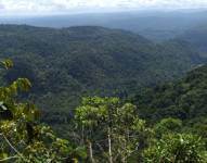 Bosque tropical en Napo.