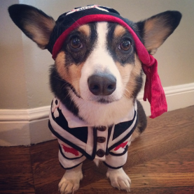 Los 15 perros más tiernos disfrazados en este Halloween