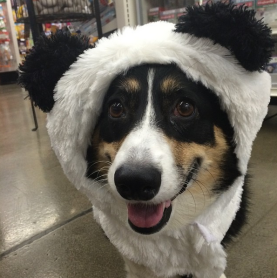 Los 15 perros más tiernos disfrazados en este Halloween