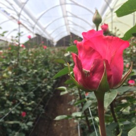 La avenida de los volcanes en Ecuador Sobre Ruedas