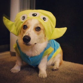 Los 15 perros más tiernos disfrazados en este Halloween