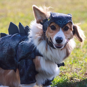 Los 15 perros más tiernos disfrazados en este Halloween