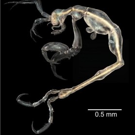 Así son las 10 especies principales halladas en 2013