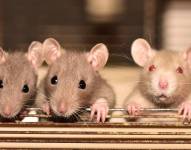 Las pruebas se realizaron en varios ratones con tumores.