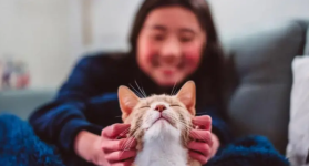 Los gatos se convirtieron en nuestras mascotas mucho más tarde de lo que se pensaba (y todos provienen de la misma especie)
