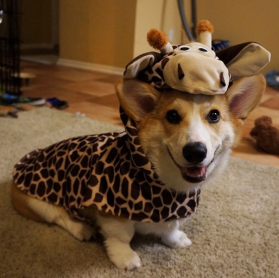 Los 15 perros más tiernos disfrazados en este Halloween