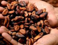 El cacao es el tercer producto no petrolero que más exporta Ecuador. Es superado por el camarón y banano.
