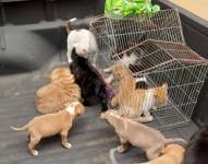 Las mascotas fueron rescatadas por la Unidad de Bienestar Animal (UBA) del Municipio.