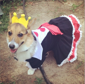 Los 15 perros más tiernos disfrazados en este Halloween