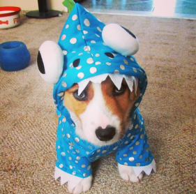 Los 15 perros más tiernos disfrazados en este Halloween