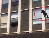 El gato impactó contra la hierba, rebotó y se marchó.