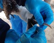 Expertos tomaron muestras de las aves.