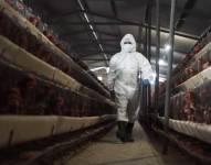 Dos nuevos casos de influenza aviar se detectan en Ecuador
