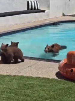 Familia de osos en la piscina de una casa.