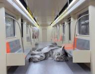 Uno de los gatos de Xing recostado en el nuevo metro que le construyó su dueño
