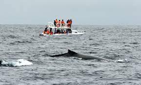 Inicia la temporada de avistamiento de ballenas jorobadas