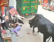 Jóvenes embestidas por las vacas