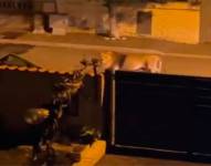 El león se pasea por las calles