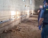 Los 32 perros fueron abandonados en junio.