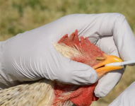 Las autoridades recuerdan a la ciudadanía pueden consumir carne de pollo y huevos con normalidad.