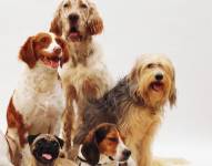 Imagen referencial de varias razas de perros, entre ellas están las que los veterinarios no quieren en su casa