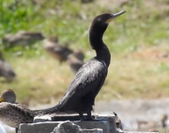 El ánade gargantillo, la golondrina barranquera y el zopilote negro son las especies más comunes.