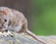 Las mascotas se pueden contagiar de leptospirosis por orina de roedores.