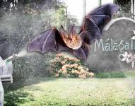 En la urbanización Málaga 2 se intenta contener la proliferación de murciélagos y otros animales.