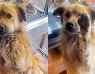 Imagen de archivo de Commu, en una panadería del sur de Quito.