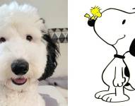 Bayley, una mini sheepadoodle causa furor en redes sociales por su gran parecido con el personaje de las caricaturas.