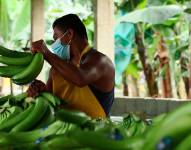 Entre enero y julio de 2023, Ecuador exportó 357.140 toneladas de banano orgánico, según datos del Banco Central.