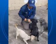 Tres de los perros que fueron rescatados en San Isidro del Inca.