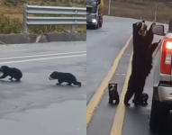Oso de anteojos y sus crías en la vía a Papallacta.