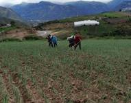 Trabajo de agricultura en la región Sierra de Ecuador