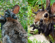 Conejos con tentáculos.