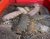 Pesca de Pepino de mar en Galápagos.