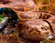 Imagen referencial de la serpiente pitón.