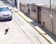 Fotograma del video que captó el atropellamiento a un perrito.