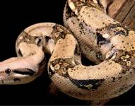 Boa Constrictora es una de las serpientes más conocidas del mundo, misma que habitan desde México hasta América del Sur en una imagen de archivo.