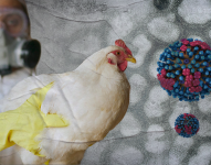 Ecuador, Colombia y Perú ya registran casos de gripe aviar