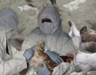 Ecuador declara controlada la influenza aviar al no registrar brotes desde hace tres meses