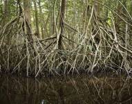 El planeta ha perdido la mitad de los manglares en los últimos 40 años.