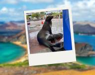 Nacimiento de un lobo marino en un muelle de Santa Cruz.