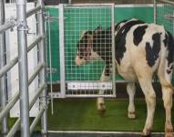 Foto referencial de una vaca ingresando a un camal