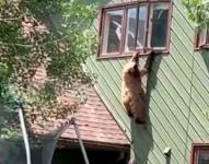 En Colorado, Estado Unidos, un oso intentó escapar por una casa a través de la ventana del piso superior.